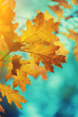 Oak branch with yellow leaves in the forest in autumn at sunset