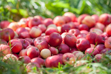 Red apples on the grass in orchard
