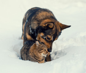 Cat and dog best friends. Cat and dog playing together outdoor on the snow in winter