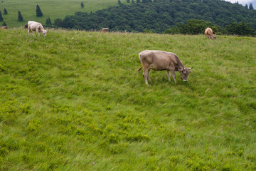 Obraz premium cows on the meadow