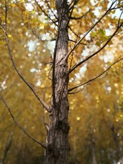 white poplar in fall