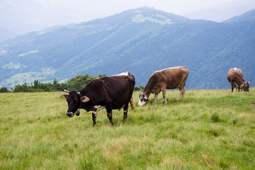 Fototapeta na wymiar cows on the meadow