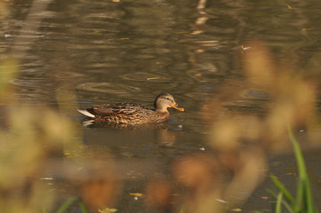 Утки на пруду в солнечную погоду 