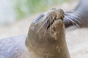 Sea lion closeup, eating fish