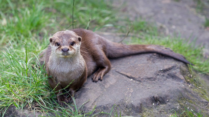 Otter is playing in the grass