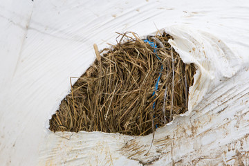 Round bale of hay wrapped in white plastic © michaklootwijk