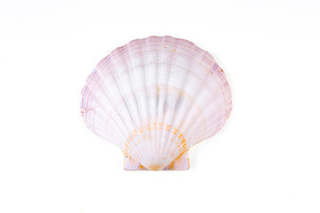 seashell isolated on a white background closeup © serikbaib
