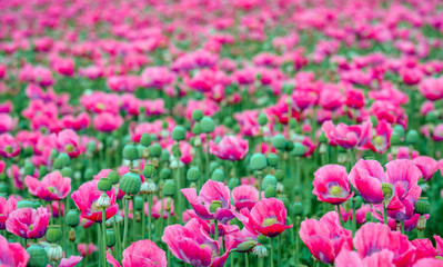 Flowering stages of pink blossoming Papavers from close