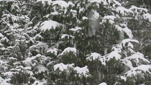 Snow covered conifer tree in the Siberian taiga during a snowfall. Zoom out