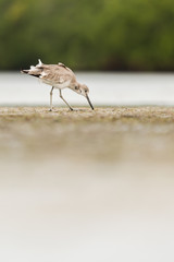 A willet (Tringa semipalmata) waking the beach at the edge of the waves.