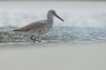 A willet (Tringa semipalmata) waking the beach at the edge of the waves.
