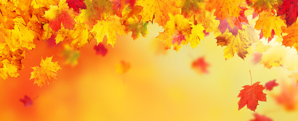 Naklejka na ściany i meble Autumn abstract background with falling leaves