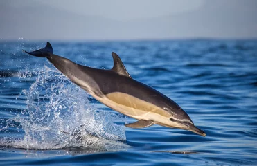 Papier Peint photo Dauphin Les dauphins sautent à grande vitesse hors de l& 39 eau. Afrique du Sud. Fausse Baie.