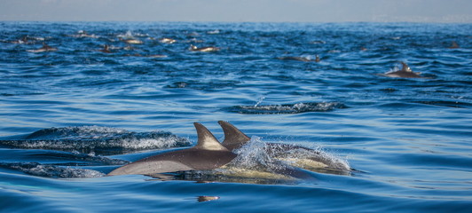 Fototapeta premium Dolphins jump out at high speed out of the water. South Africa. False Bay.