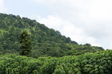 Fototapeta na wymiar .Cassava plantation near the mountain.