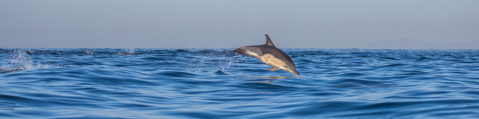 Dolphins jump out at high speed out of the water. South Africa. False Bay.