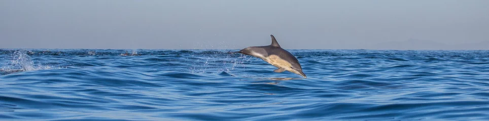 Printed roller blinds Dolphin Dolphins jump out at high speed out of the water. South Africa. False Bay.