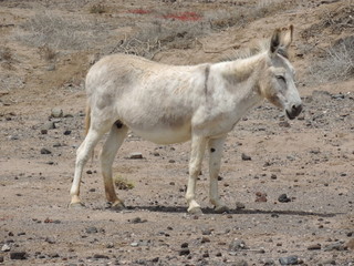 Naklejka na ściany i meble Esel auf Fuerteventura