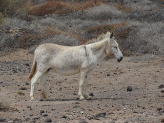 Esel auf Fuerteventura