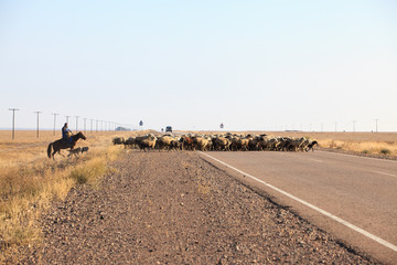 Fototapeta na wymiar Shepherd carries a flock of sheep across the road 