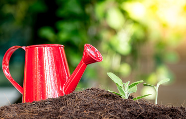Green sprout and watering can on soil © Art_Photo