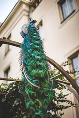Obraz premium Peacock in the park around a beautiful building, a beautiful male peacock with tail
