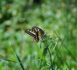 butterfly on flower