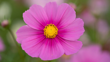 Fototapeta premium 花 植物