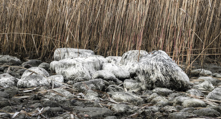 Rocks surrounded by reeds