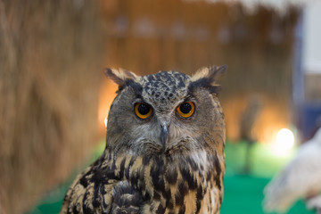 owl looking something