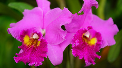 Obraz premium 花 植物