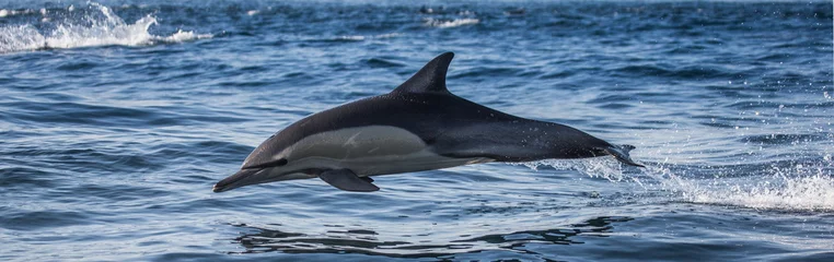 No drill blackout roller blinds Dolphin Dolphins jump out at high speed out of the water. South Africa. False Bay.