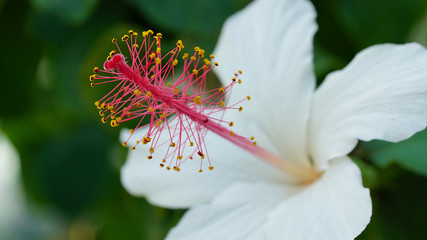 花　植物