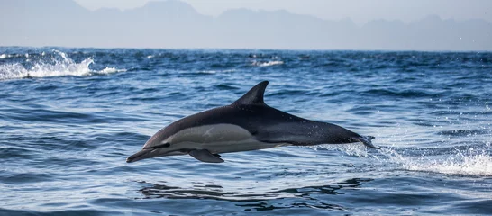 No drill blackout roller blinds Dolphin Dolphins jump out at high speed out of the water. South Africa. False Bay.