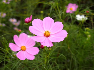 Obraz premium コスモス