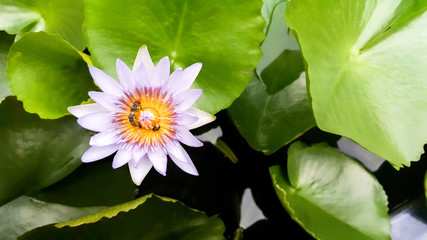 Light violet lotus with green leaves