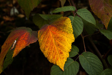 Autumn leafs - enhanced colors