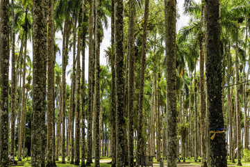 Fototapeta premium Palmentuin in Paramaribo