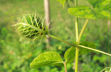 Coccinia Grandis Flowers Gold Fruit After Rain