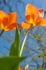 Fototapeta premium tulipani in primavera