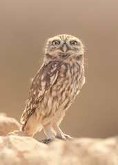 Little owl (Athene noctua) blink on dry stone wall