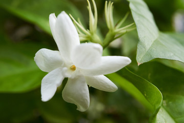 Obraz na płótnie Canvas a macro shot of white jasmine