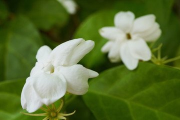 a white jasmine