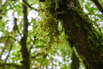 a tree covered in green moss