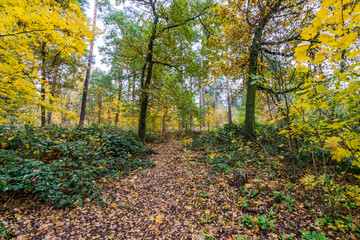 Footpath in the forest in autumn