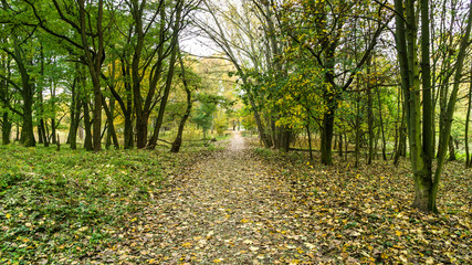 Footpath in the forest in autumn