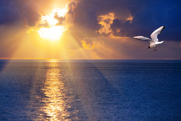 Fototapeta na wymiar Bright sunset over the sea and the flying seagull