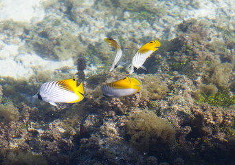 Tropical small fishes and corals
