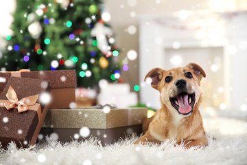 Cute puppy lying on carpet near Christmas gifts against blurred cozy interior background. Snowy...