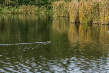 lake in the forest in autumn